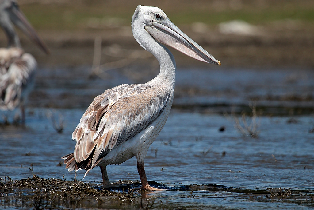 Pink Backed Pelican