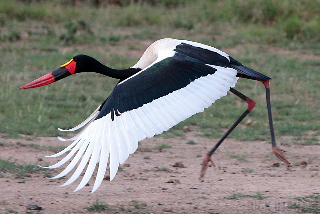 Saddle Billed Stork