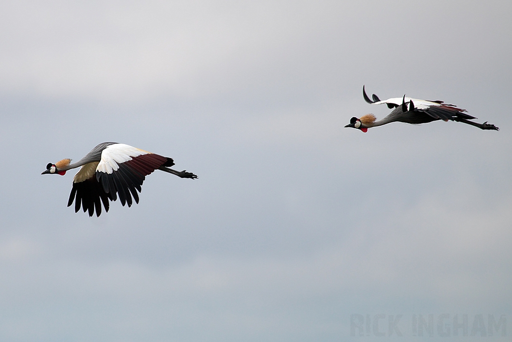 Grey Crowned Crane