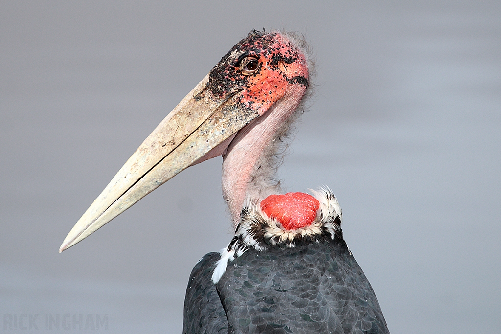 Marabou Stork