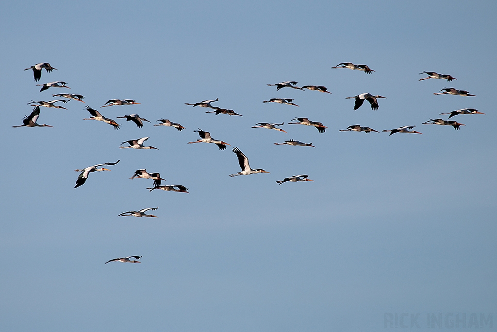 Saddle Billed Stork