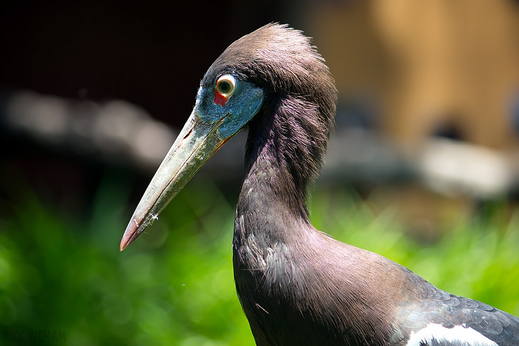 Abdim's Stork