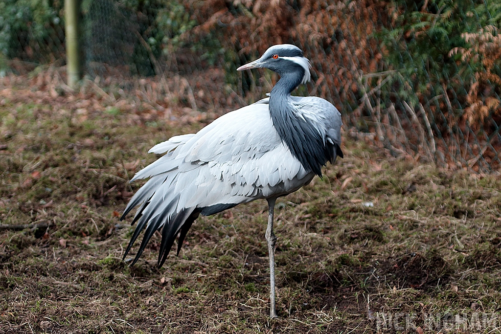 Demoiselle Crane