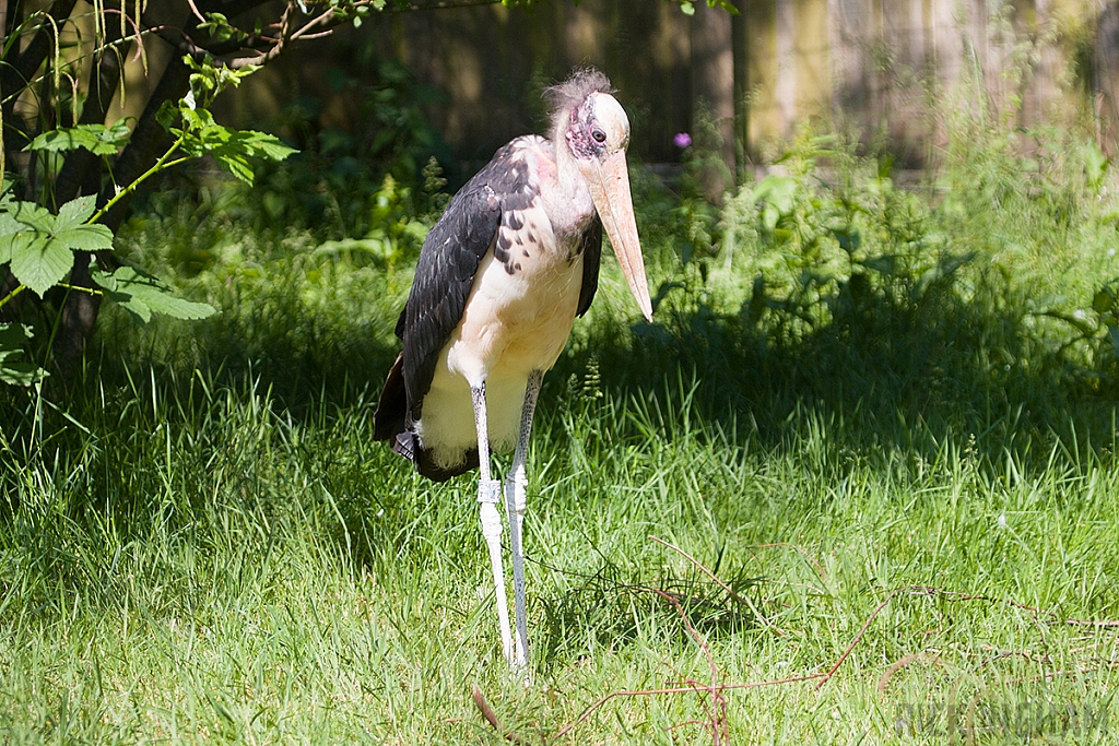 Marabou Stork