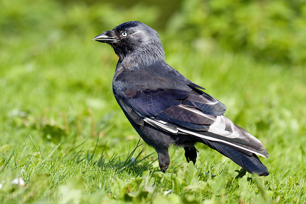 Jackdaw with leucism