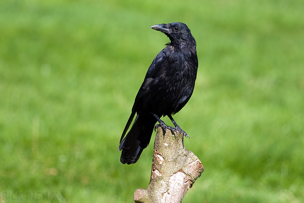 Carrion Crow