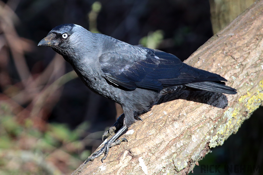 Western Jackdaw