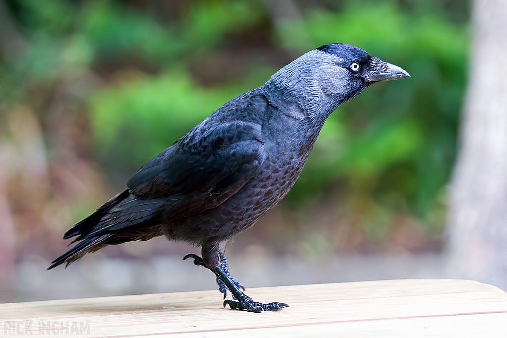 Jackdaw