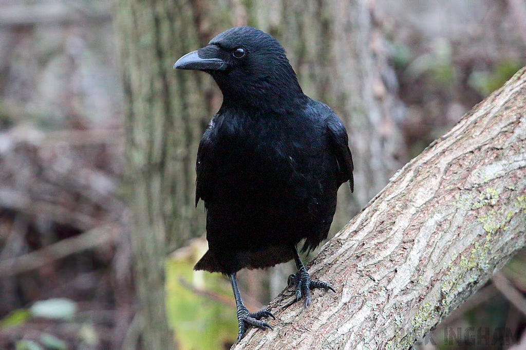 Carrion Crow