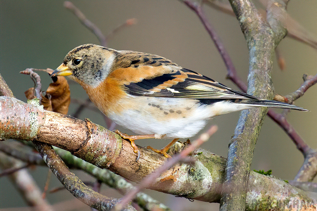 Brambling