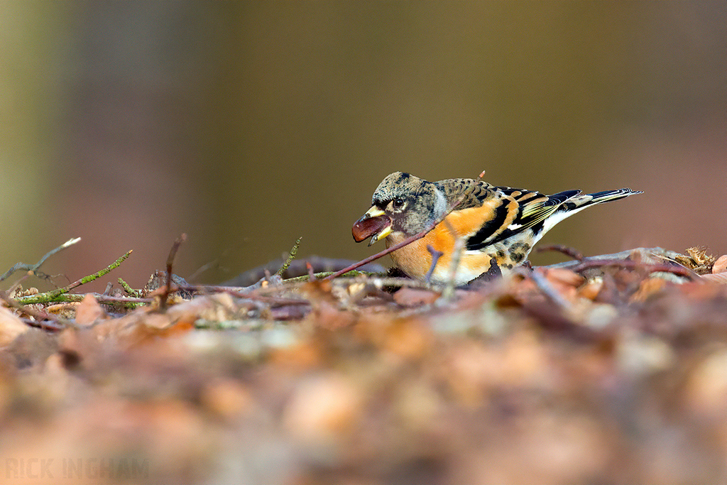 Brambling
