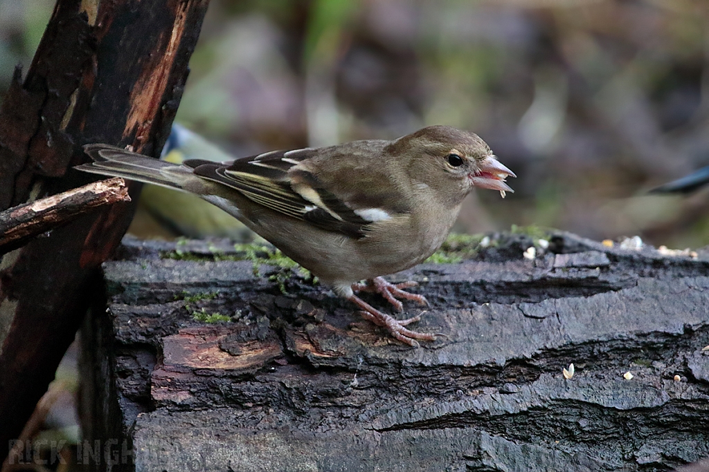 Chaffinch | Female