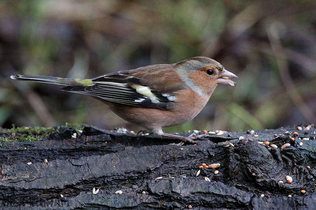 Chaffinch | Male