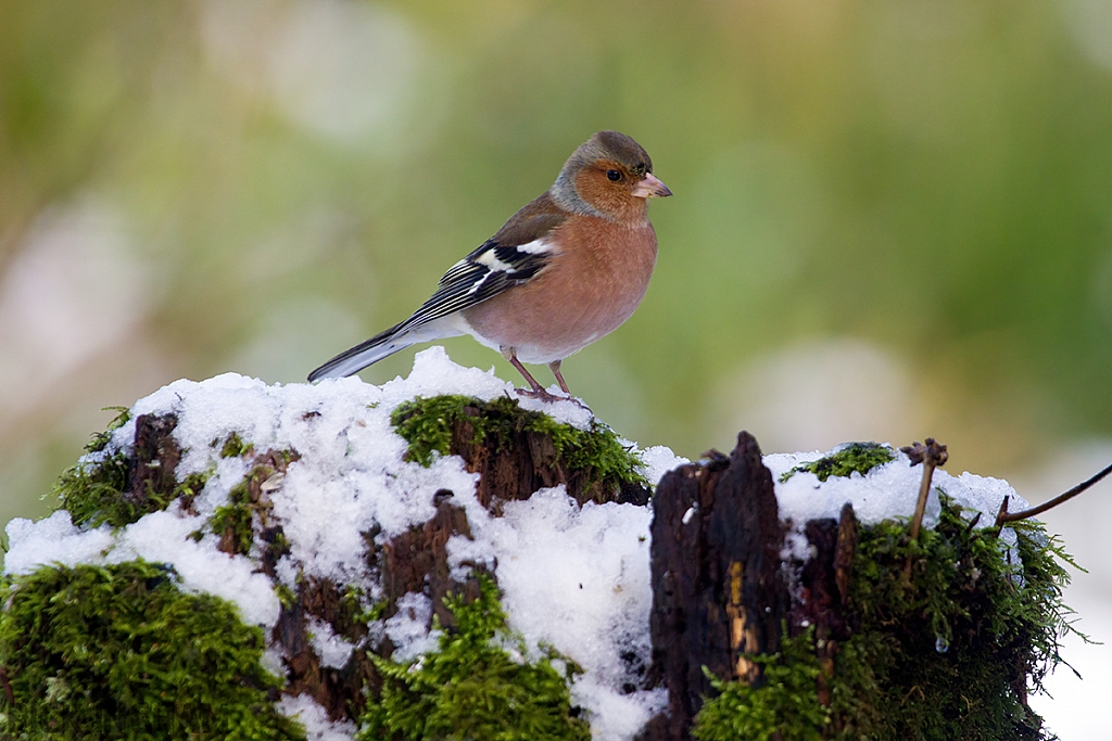 Chaffinch | Male