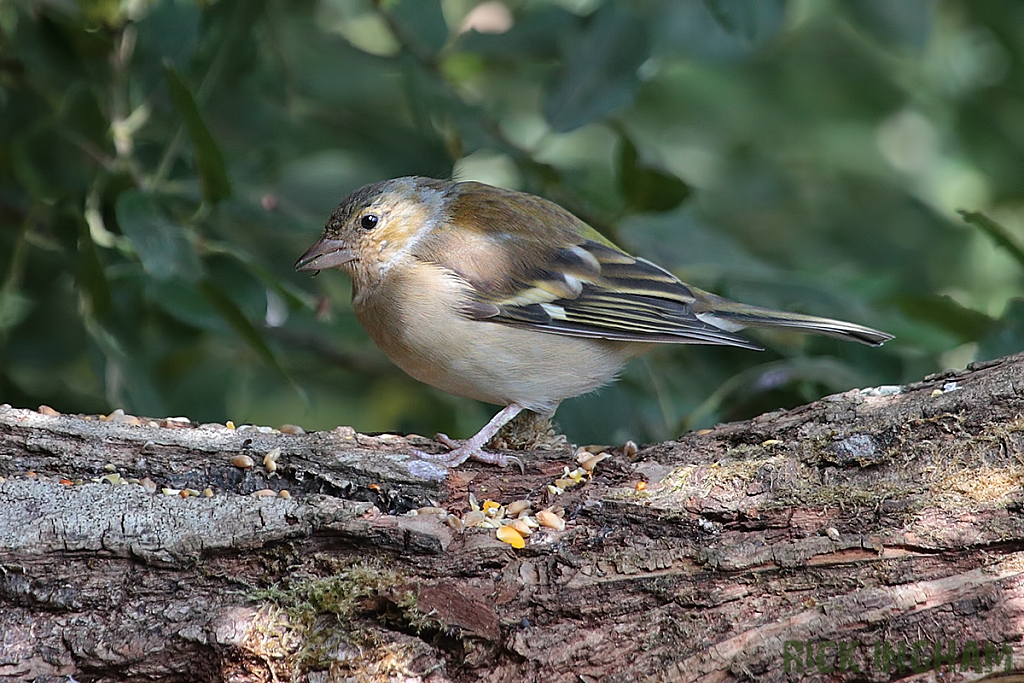 Chaffinch