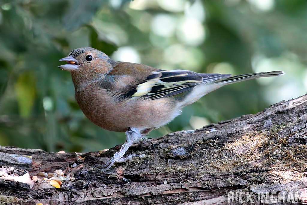 Chaffinch