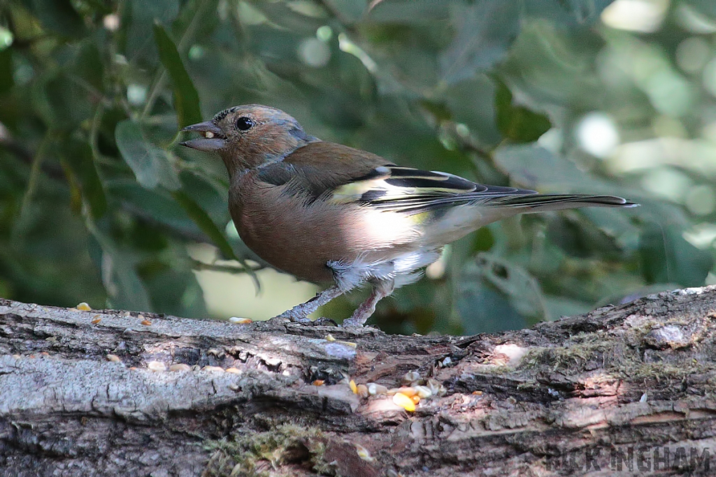 Chaffinch