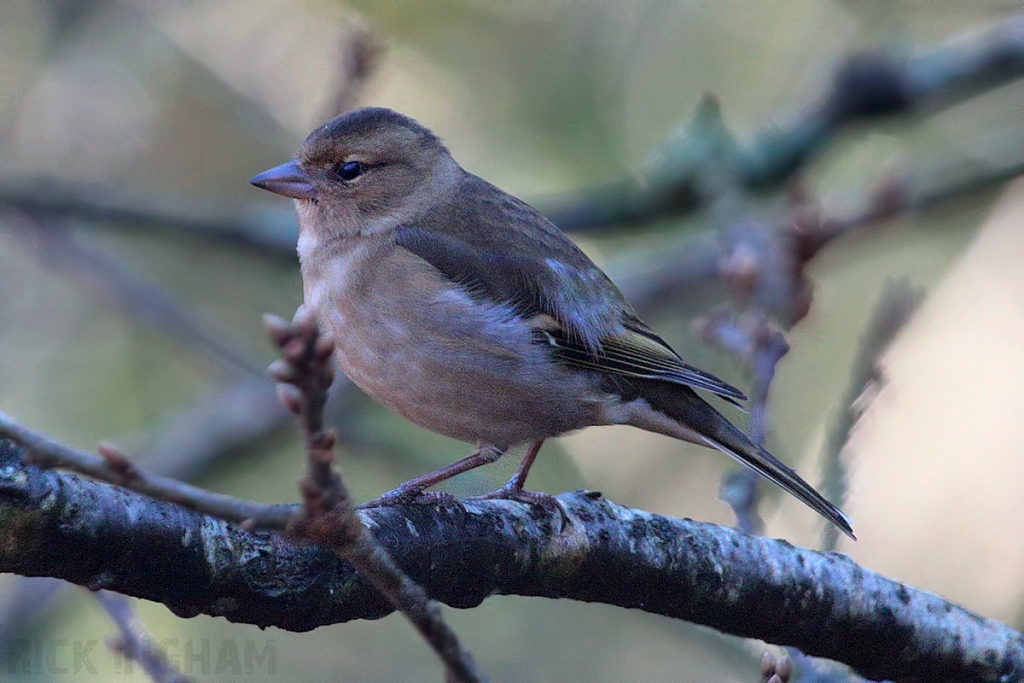 Chaffinch