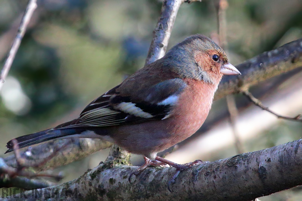 Chaffinch