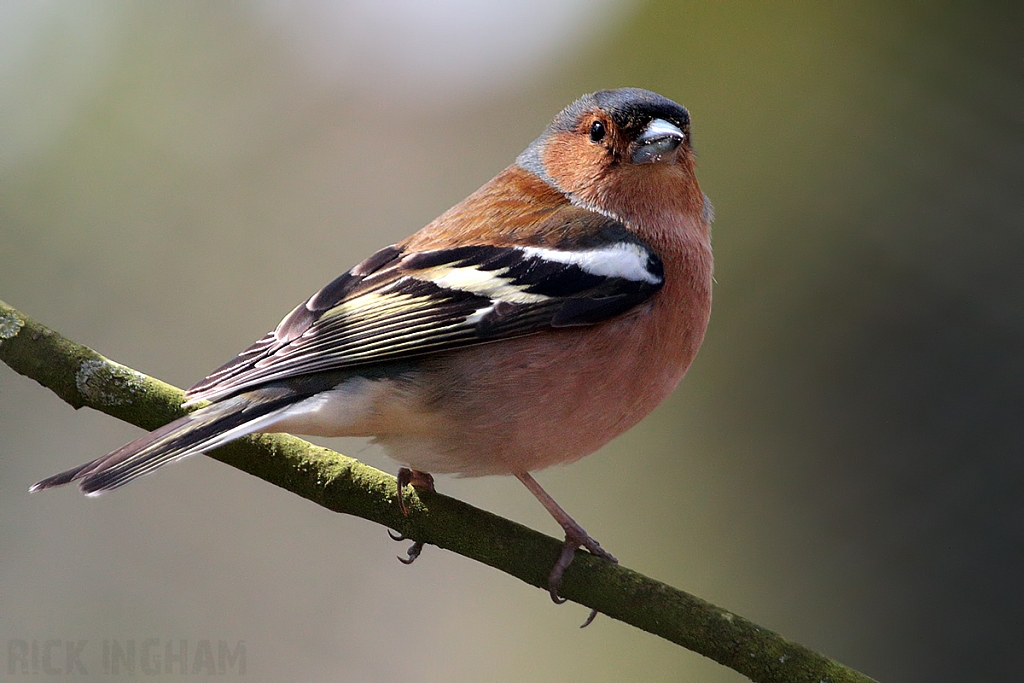 Chaffinch | Male