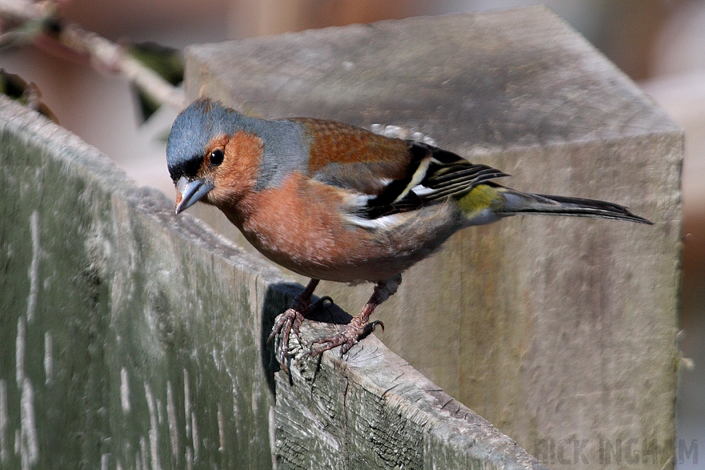 Chaffinch | Male