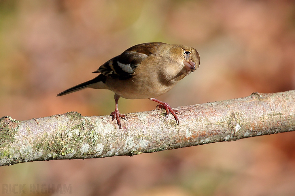 Chaffinch