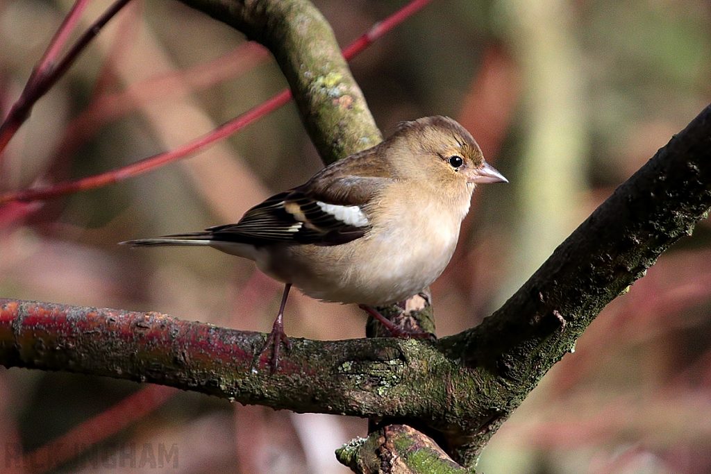 Chaffinch