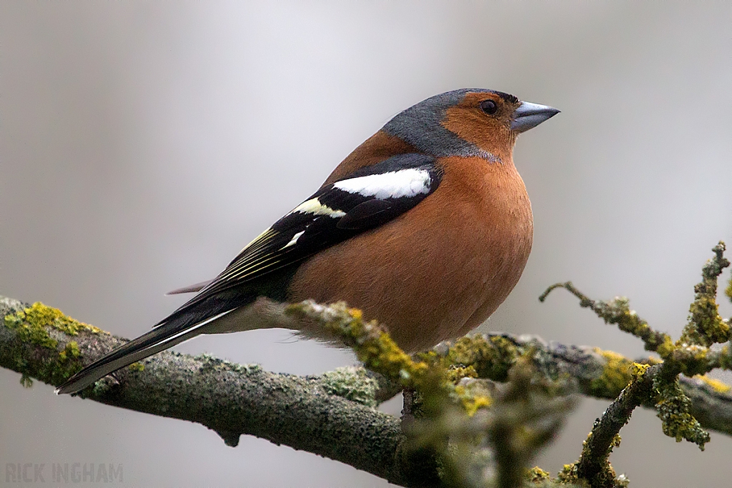 Chaffinch