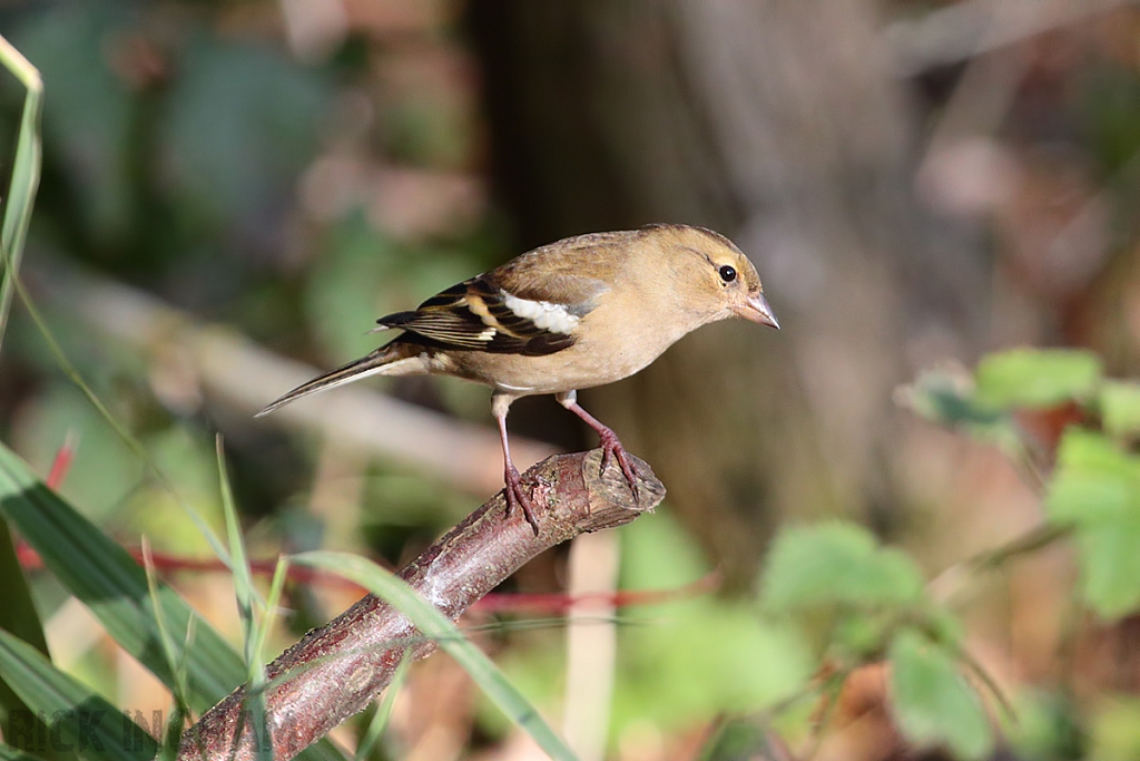 Chaffinch