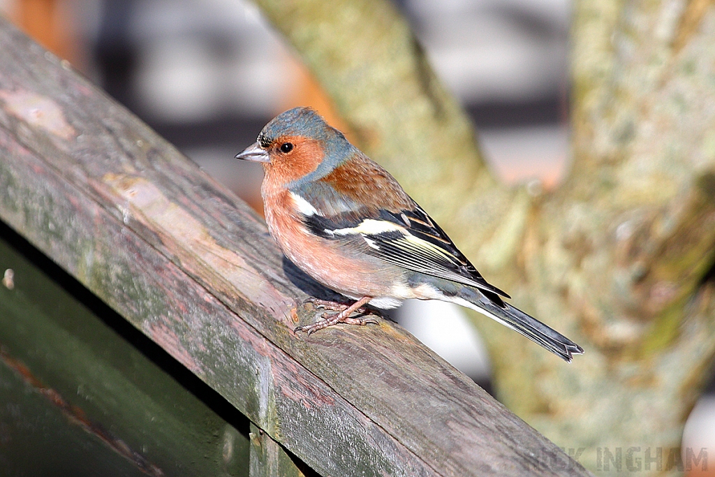 Chaffinch