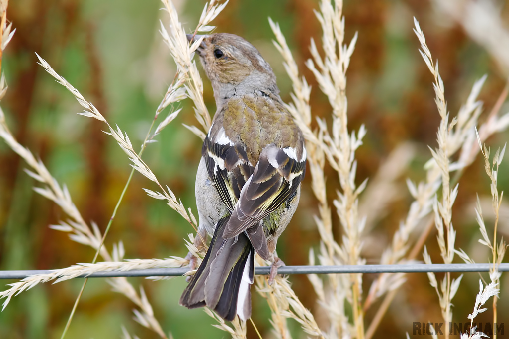 Chaffinch | Juvenile