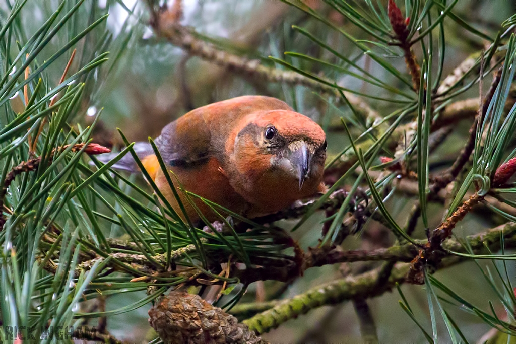 Common Crossbill | Male