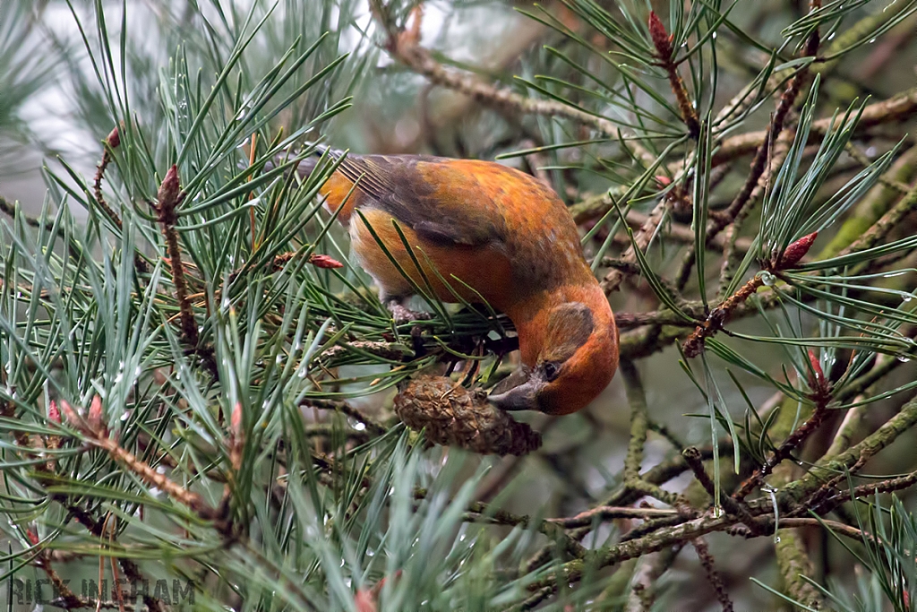 Common Crossbill | Male