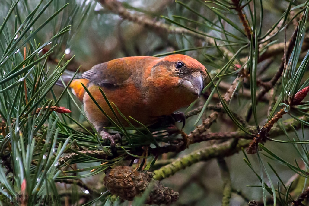 Common Crossbill | Male