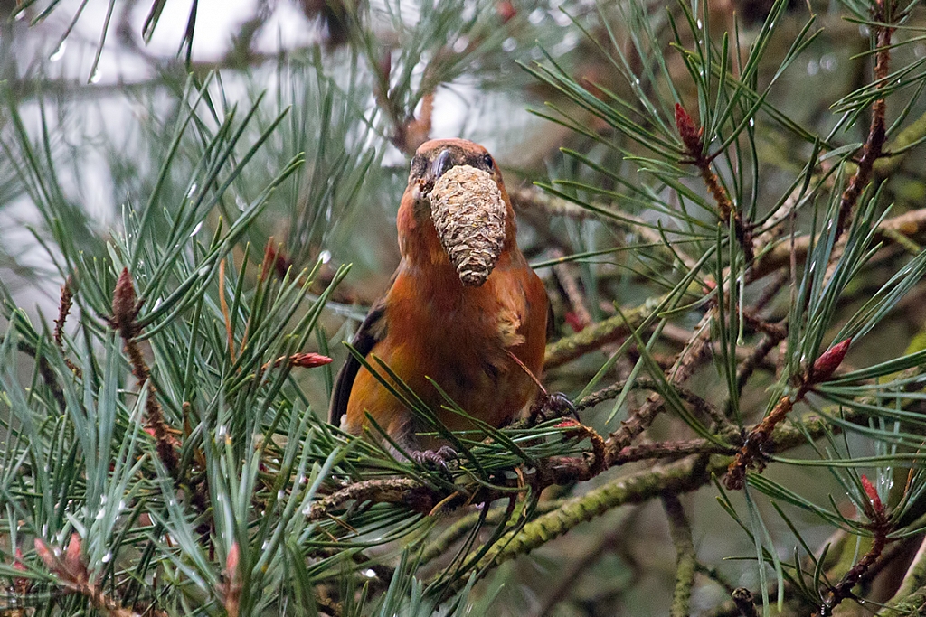 Common Crossbill | Male