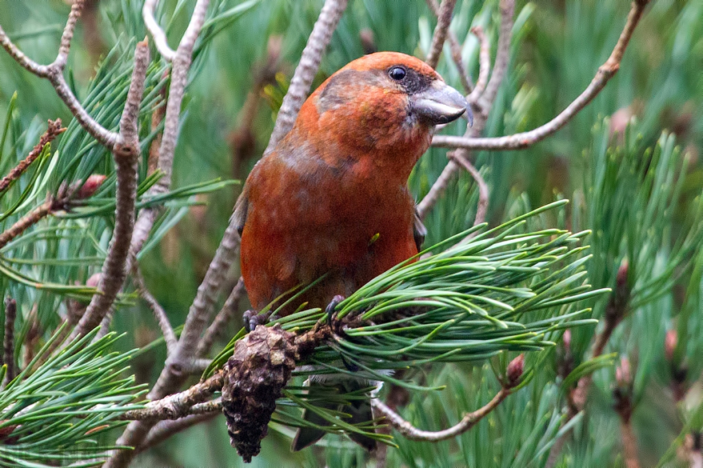 Common Crossbill | Male