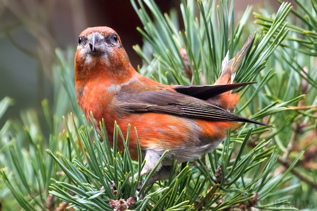 Common Crossbill | Male