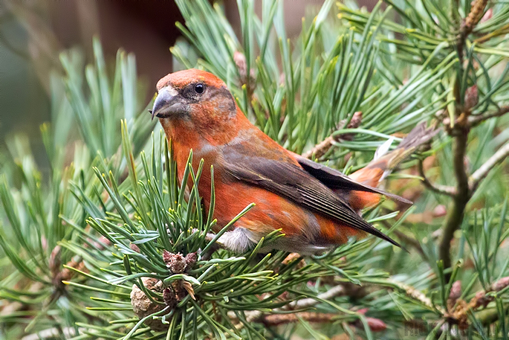 Common Crossbill | Male