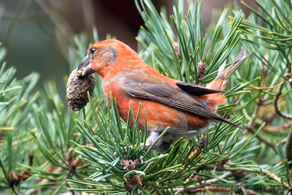 Common Crossbill | Male