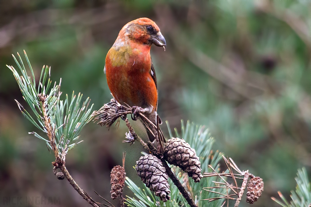 Common Crossbill | Male