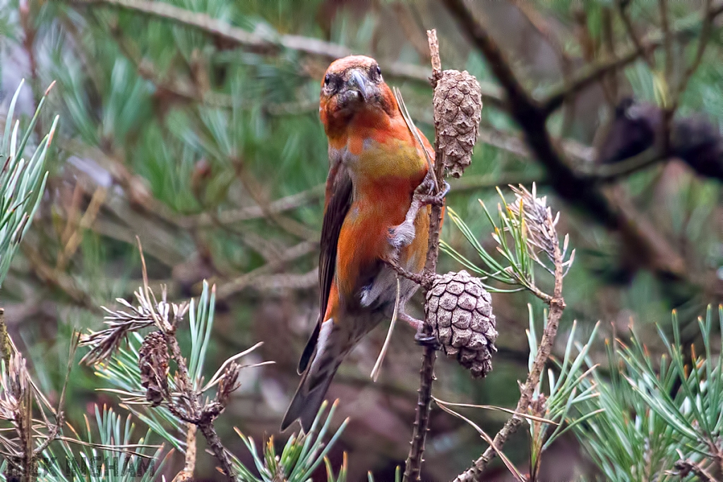 Common Crossbill | Male
