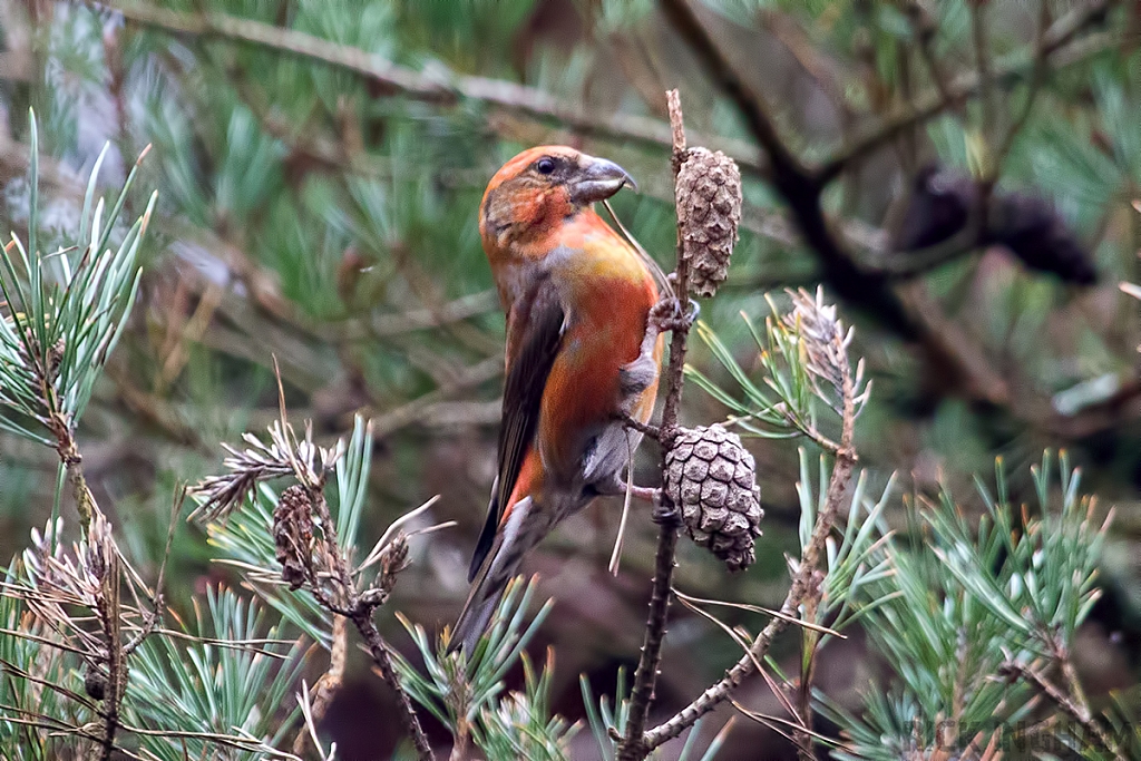 Common Crossbill | Male