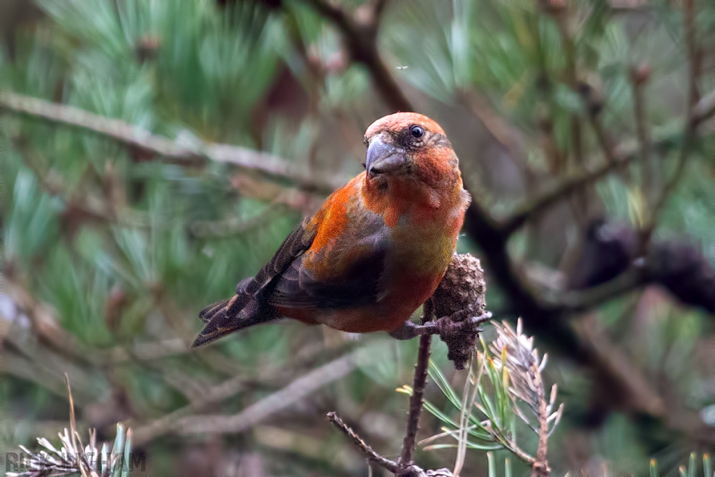 Common Crossbill | Male