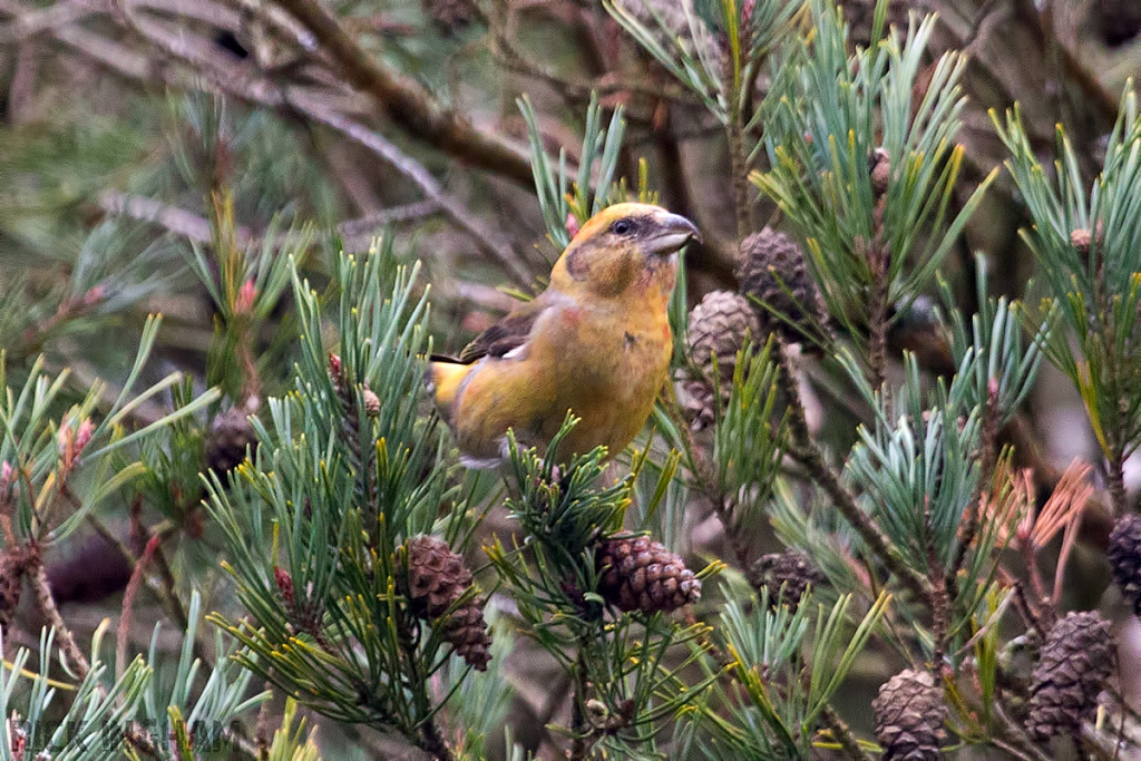 Common Crossbill | Female