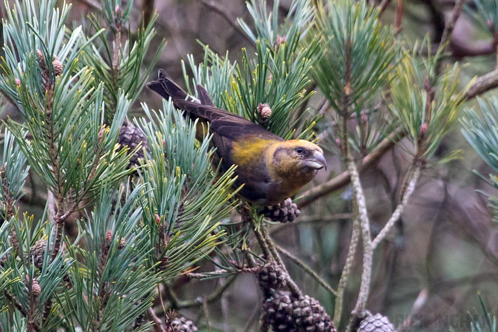 Common Crossbill | Female