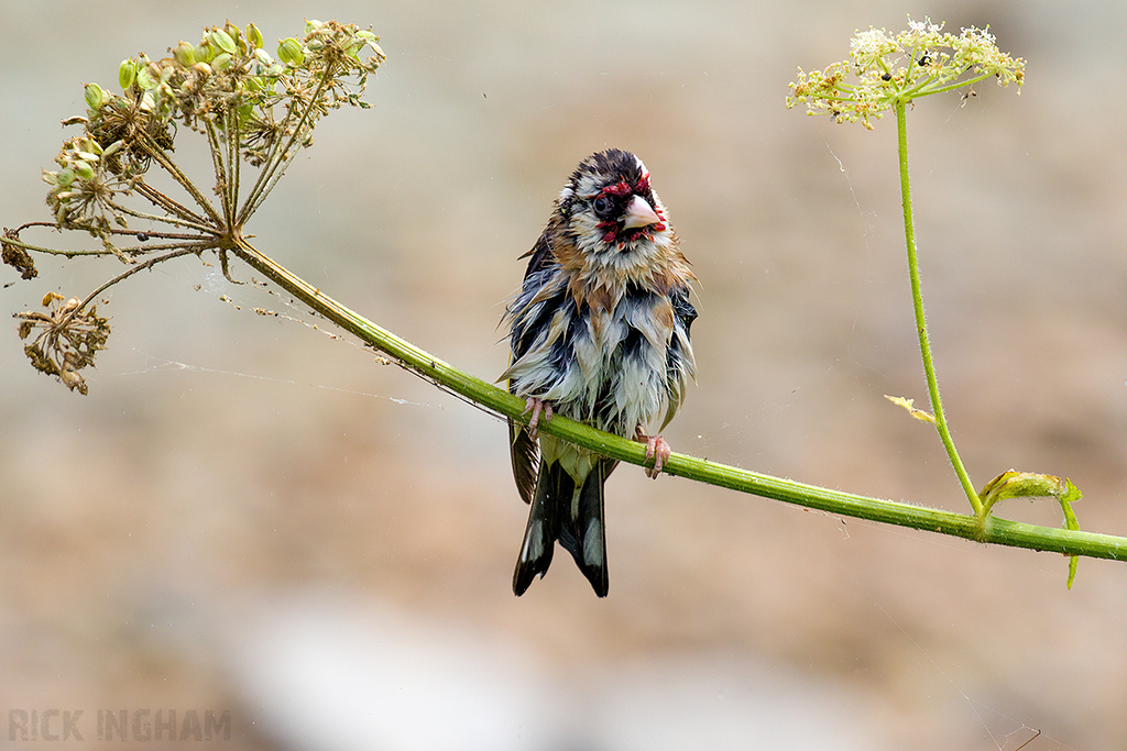 European Goldfinch