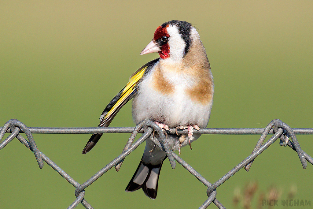 Goldfinch