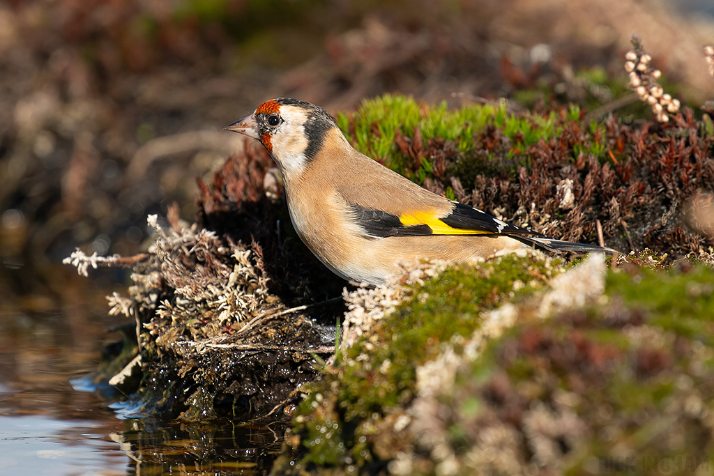 Goldfinch