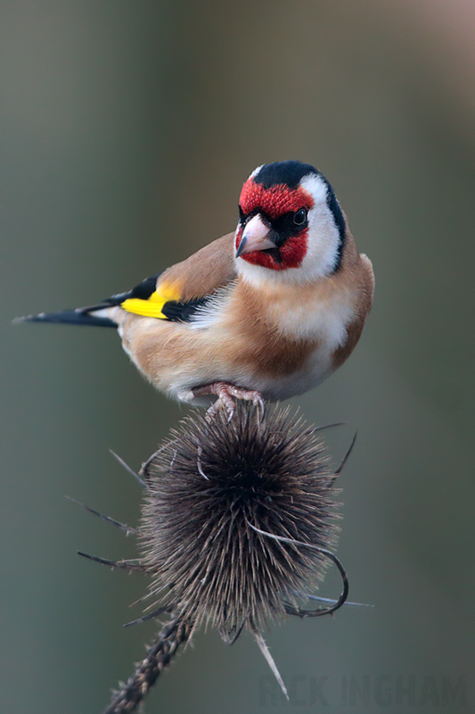 Goldfinch | Male