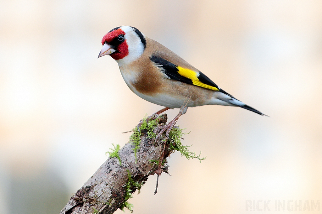 Goldfinch | Male